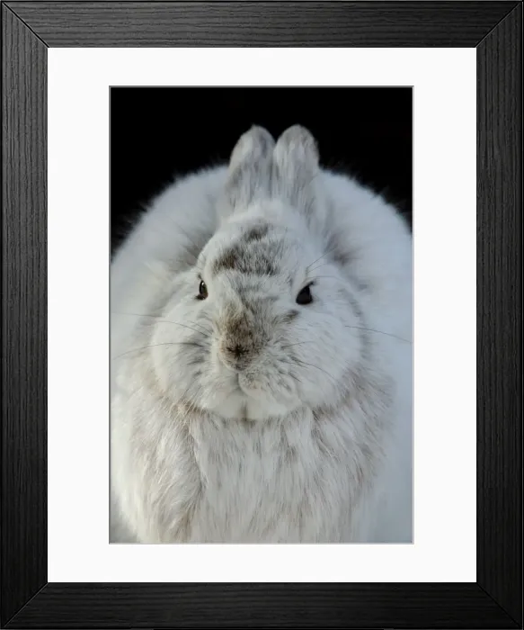 Framed Print : Snowshoe Hare, winter coat turning brown, March, Alaska, North America Framed Print : Snowshoe Hare, winter coat turning brown, March, Alaska, North America