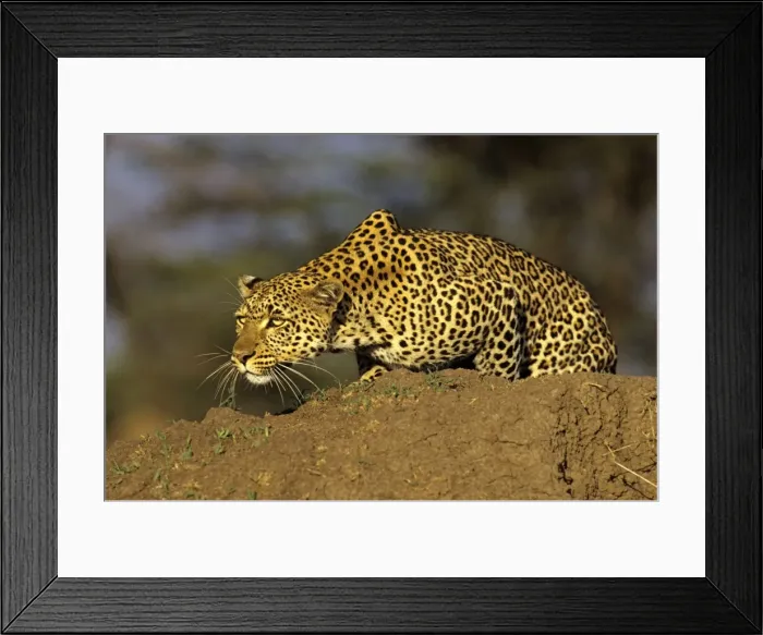 Framed Print : Leopard, female stalking prey, Maasai Mara Reserve, Kenya, Africa Framed Print : Leopard, female stalking prey, Maasai Mara Reserve, Kenya, Africa