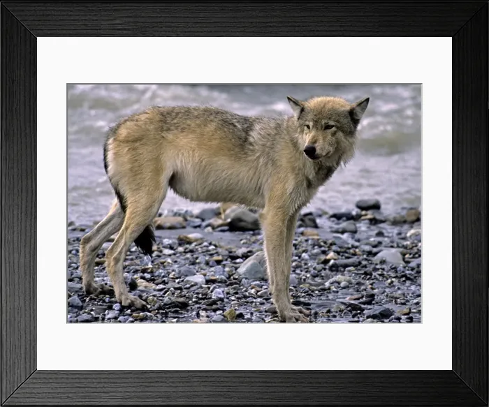Framed Print : Grey Wolf - By water. Denali National Park, Alaska, North America Framed Print : Grey Wolf - By water. Denali National Park, Alaska, North America