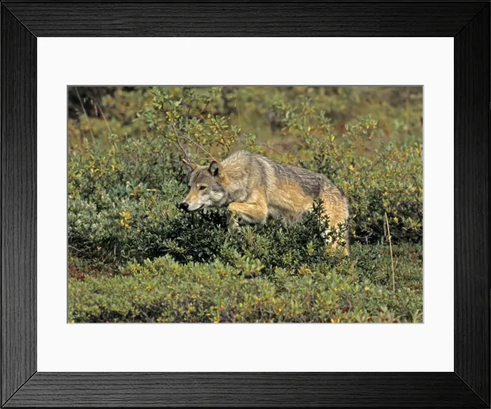 Framed Print : Grey Wolf - female stalking, August, Denali National Park, Alaska, North America Framed Print : Grey Wolf - female stalking, August, Denali National Park, Alaska, North America