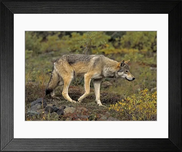Framed Print : Grey Wolf, female, stalking, August, Denali NP, Alaska, North America Framed Print : Grey Wolf, female, stalking, August, Denali NP, Alaska, North America
