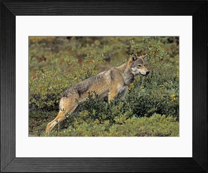Framed Print : Grey Wolf - female, August, Denali National Park, Alaska, North America