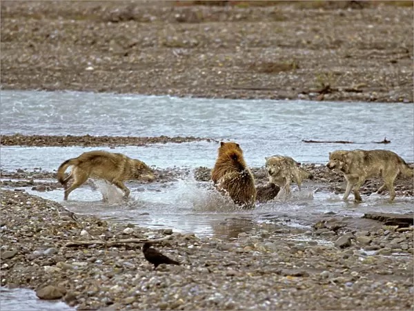 Grey Wolves - Confronting Grizzly Bear, Denali National Park, Alaska, North America