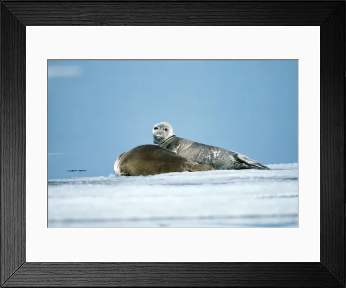Framed Print : Baikal / Nerpa Seal - endemic to lake Baikal Russia Latin formerly know as Pusa sibirica Framed Print : Baikal / Nerpa Seal - endemic to lake Baikal Russia Latin formerly know as Pusa sibirica