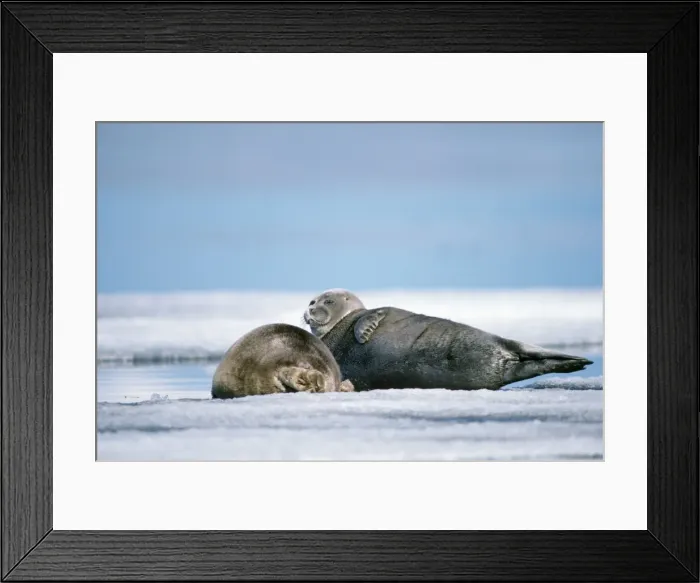 Framed Print : Baikal / Nerpa Seal - endemic to lake Baikal lake Baikal Russia Latin formerly know as Pusa sibirica Framed Print : Baikal / Nerpa Seal - endemic to lake Baikal lake Baikal Russia Latin formerly know as Pusa sibirica