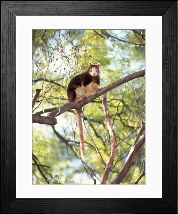 Framed Print : Matschie's Tree Kangaroo Framed Print : Matschie's Tree Kangaroo