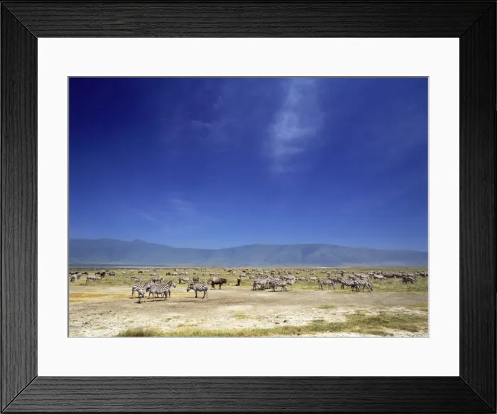 Framed Print : Burchell's / Plains / Common Zebra Ngorongoro Crater, Tanzania, Africa Framed Print : Burchell's / Plains / Common Zebra Ngorongoro Crater, Tanzania, Africa