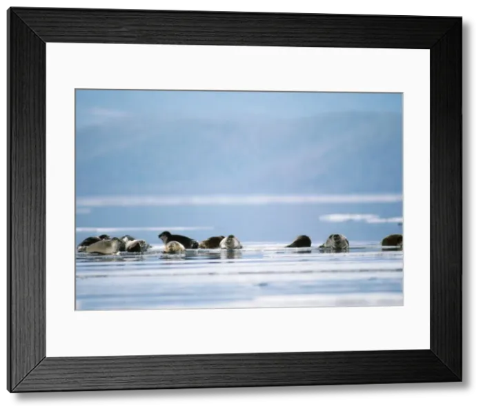 Framed Print : Baikal  /  Nerpa Seal - endemic to lake Baikal lake Baikal Russia Latin formerly know as Pusa sibirica