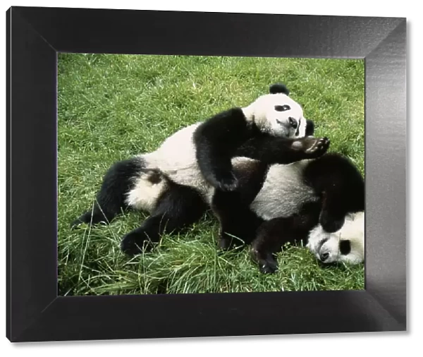 Giant Panda - x 2 playing