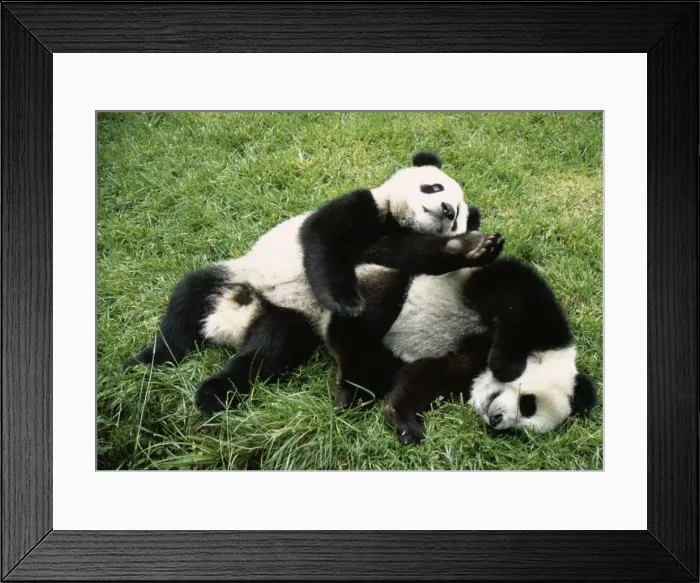 Framed Print : Giant Panda - x 2 playing Framed Print : Giant Panda - x 2 playing
