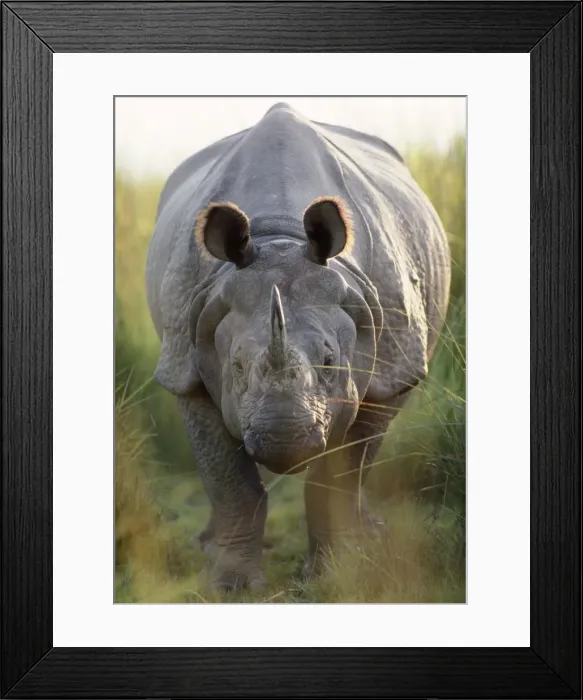 Framed Print : Indian One-horned Rhinoceros Framed Print : Indian One-horned Rhinoceros