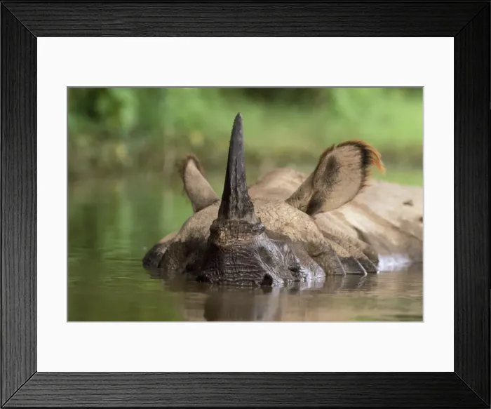 Framed Print : Indian One-horned Rhinoceros