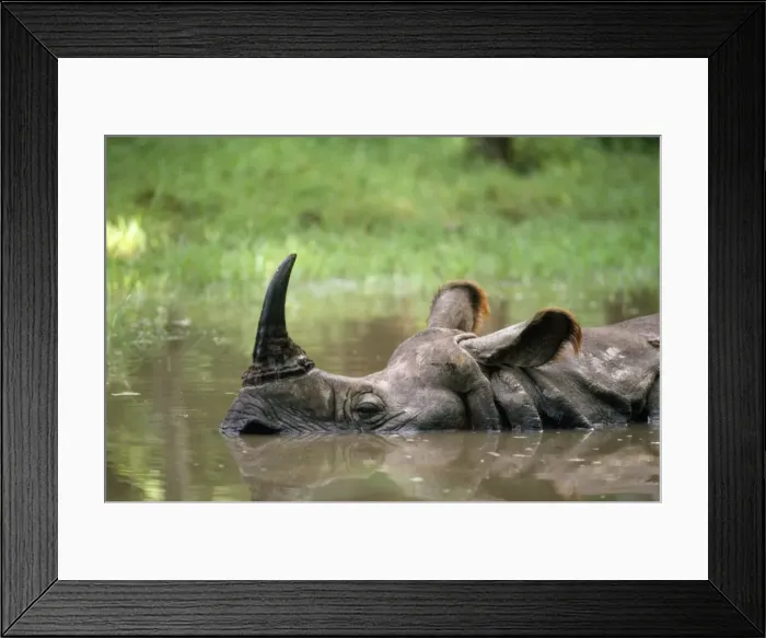 Framed Print : Indian One-horned Rhinoceros Framed Print : Indian One-horned Rhinoceros