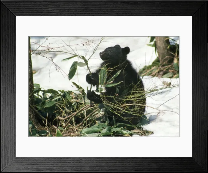 Framed Print : Asiatic Black Bear Framed Print : Asiatic Black Bear