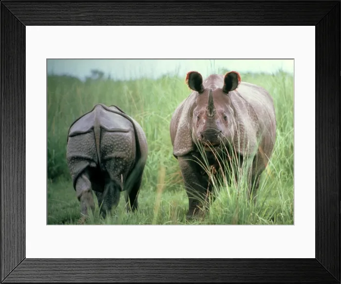 Framed Print : Indian Rhinoceros x 2 front & back Framed Print : Indian Rhinoceros x 2 front & back