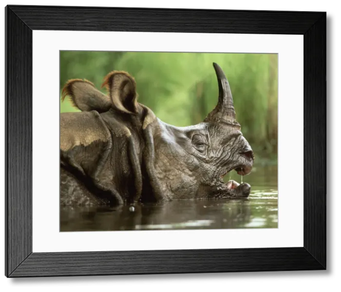 Framed Print : Indian Rhinoceros - in water Chitwan National Park, Nepal Framed Print : Indian Rhinoceros - in water Chitwan National Park, Nepal