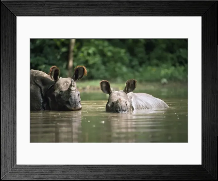 Framed Print : Indian Rhinoceros - adult & young Framed Print : Indian Rhinoceros - adult & young