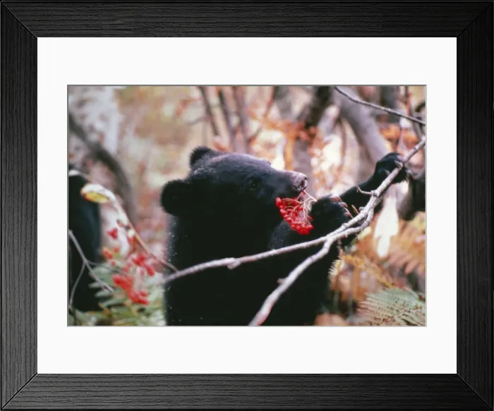 Framed Print : Asiatic Black Bear / Japanese Black Bear Japanese sub species, eating Framed Print : Asiatic Black Bear / Japanese Black Bear Japanese sub species, eating