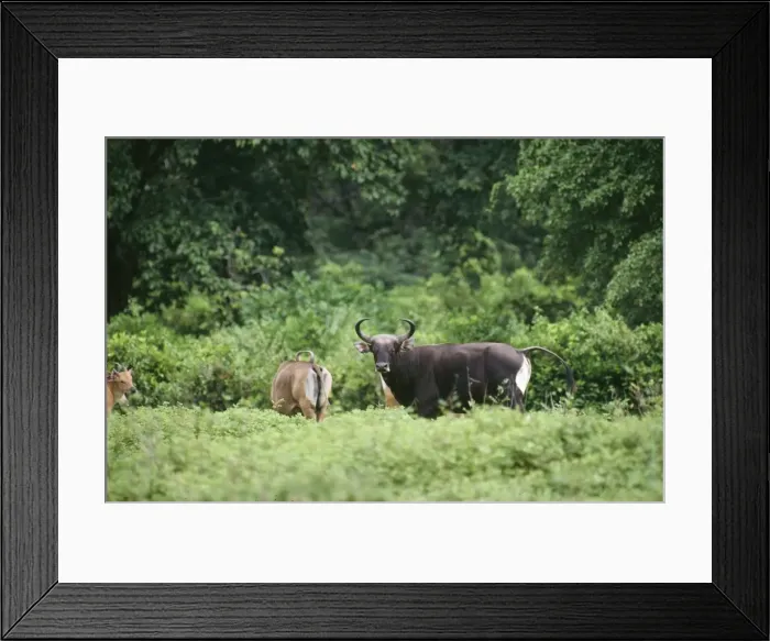 Framed Print : Banteng Indonesia Framed Print : Banteng Indonesia