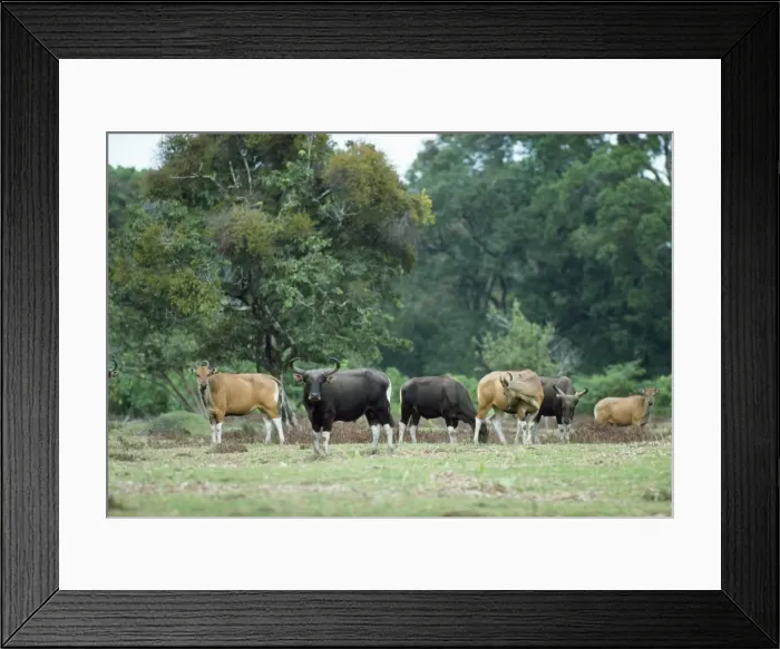 Framed Print : Javan Banteng - group Indonesia Framed Print : Javan Banteng - group Indonesia