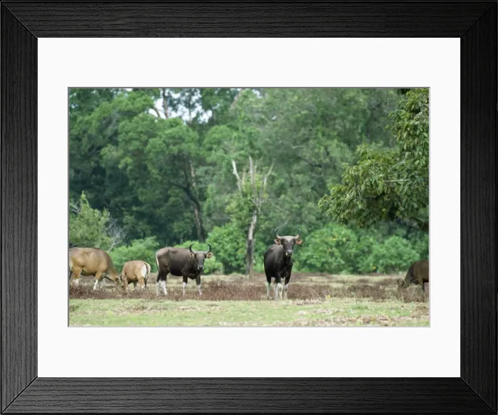 Framed Print : Javan Banteng - group Indonesia Framed Print : Javan Banteng - group Indonesia