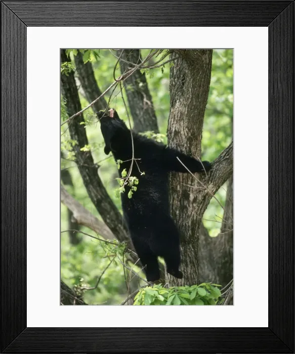 Framed Print : Asiatic Black Bear - climbing tree Framed Print : Asiatic Black Bear - climbing tree