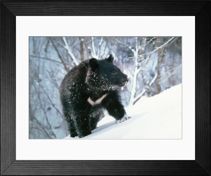 Framed Print : Asiatic Black Bear - Japanese sub species Framed Print : Asiatic Black Bear - Japanese sub species