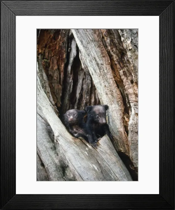 Framed Print : Asiatic Black Bear - young. Japanese sub species Framed Print : Asiatic Black Bear - young. Japanese sub species