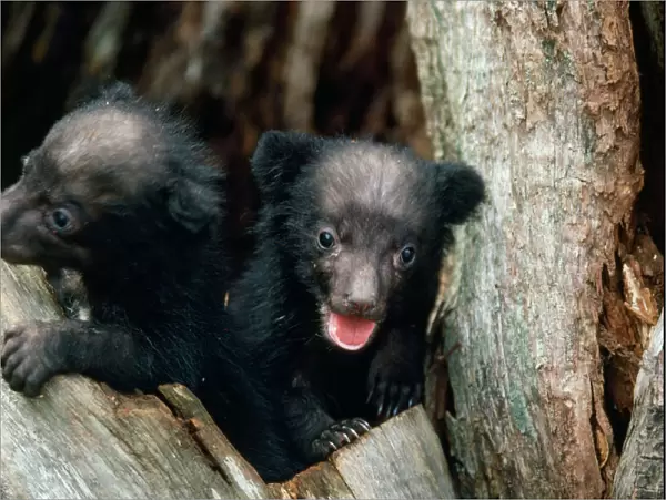 Asiatic Black Bear - Japanese sub species