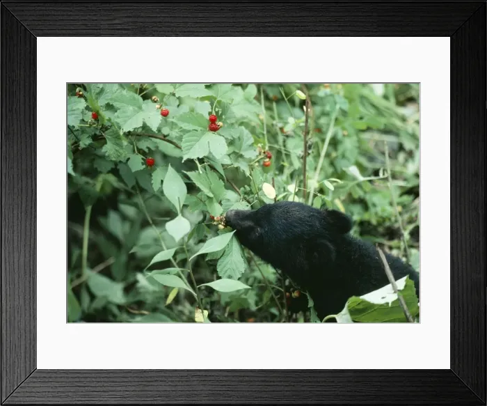 Framed Print : Asiatic Black Bear / Japanese Black Bear Japanese sub species, eating Framed Print : Asiatic Black Bear / Japanese Black Bear Japanese sub species, eating