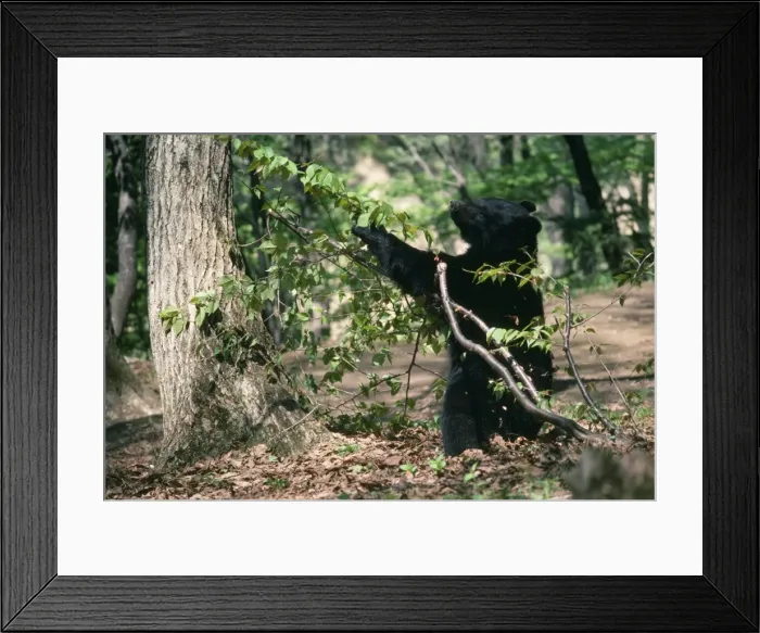 Framed Print : Asiatic Black Bear - Japanese sub species Framed Print : Asiatic Black Bear - Japanese sub species