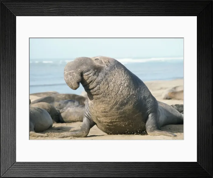Framed Print : Northern Elephant Seal Framed Print : Northern Elephant Seal