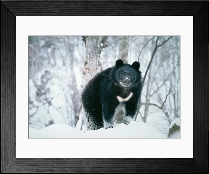 Framed Print : Asiatic Black Bear Framed Print : Asiatic Black Bear
