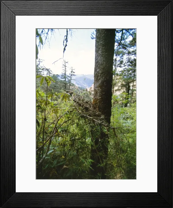 Framed Print : Red Panda / Lesser Panda / Red Cat-bear Nest Framed Print : Red Panda / Lesser Panda / Red Cat-bear Nest