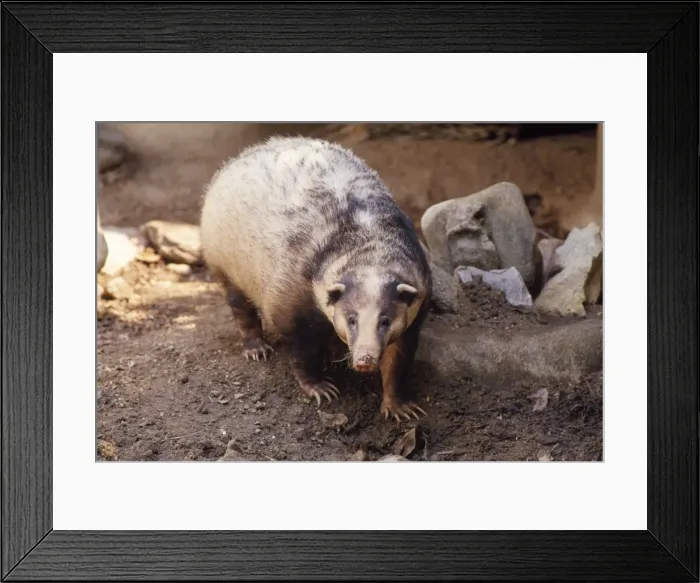 Framed Print : Hog Badger Thailand Framed Print : Hog Badger Thailand