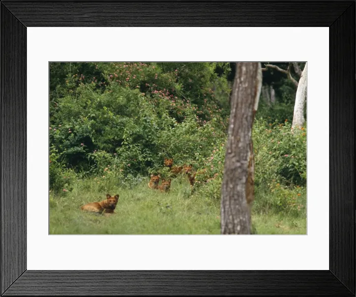 Framed Print : Dhole Dogs - lying in wait, hunt as a pack Framed Print : Dhole Dogs - lying in wait, hunt as a pack