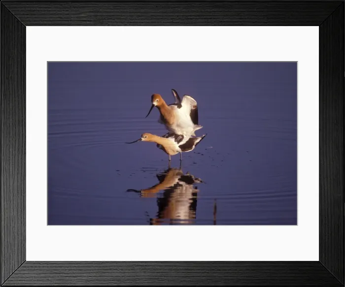 Framed Print : American Avocet Framed Print : American Avocet