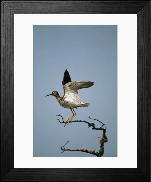 Framed Print : Lesser Yellowlegs Framed Print : Lesser Yellowlegs