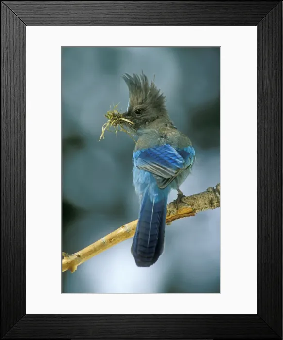 Framed Print : Stellar's Jay With nesting material Framed Print : Stellar's Jay With nesting material