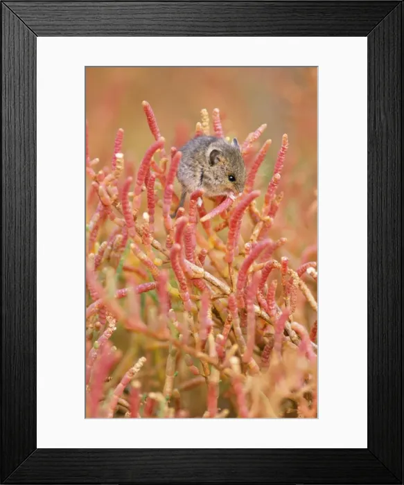 Framed Print : Salt Marsh Harvest Mouse Framed Print : Salt Marsh Harvest Mouse