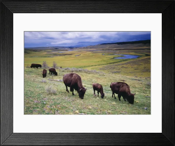 Framed Print : American Bison / Buffalo USA Framed Print : American Bison / Buffalo USA