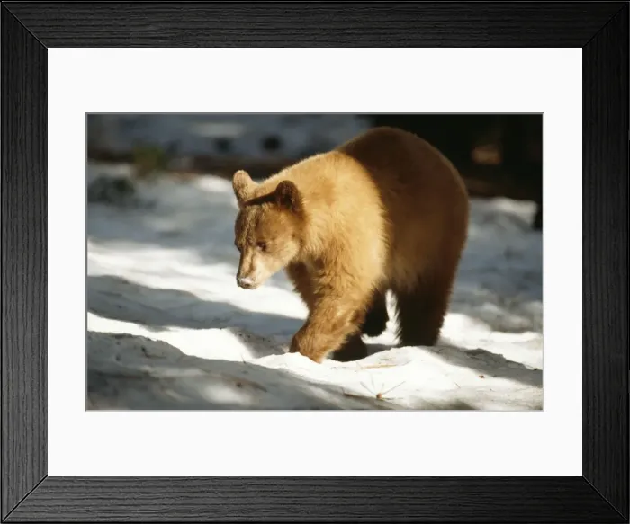 Framed Print : Black Bear (Light brown colouring) Framed Print : Black Bear (Light brown colouring)