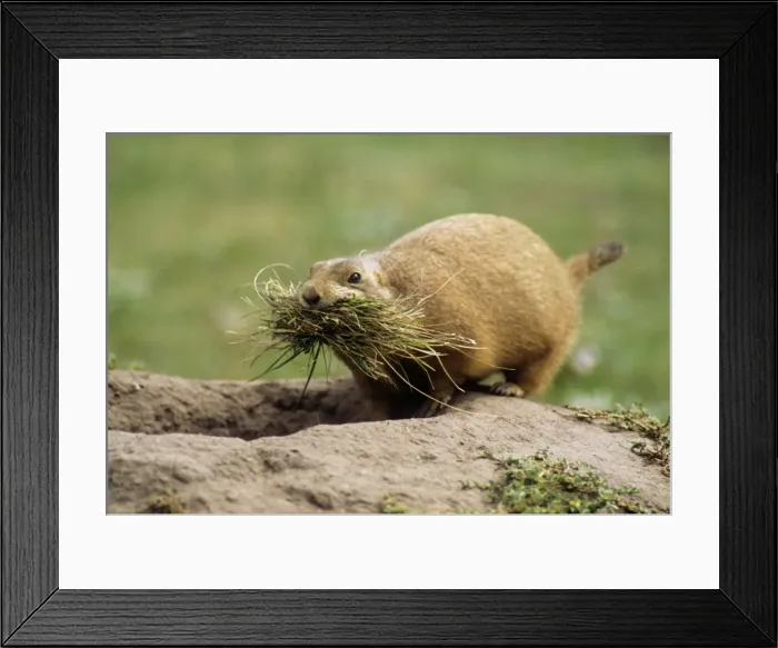 Framed Print : Black-tailed Prairie Dog - with nesting material Framed Print : Black-tailed Prairie Dog - with nesting material