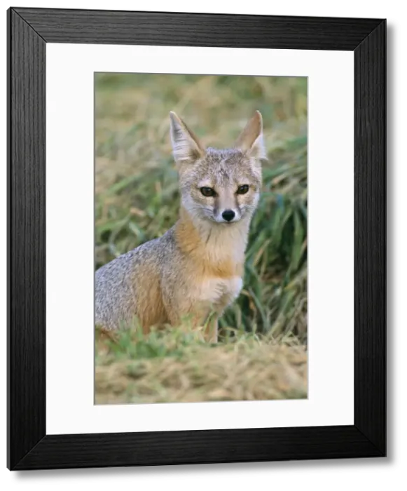 Framed Print : San Joaquin Kit Fox Framed Print : San Joaquin Kit Fox