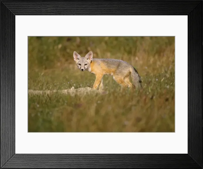 Framed Print : San Joaquin Kit Fox Framed Print : San Joaquin Kit Fox