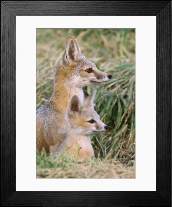 Framed Print : San Joaquin Kit Fox