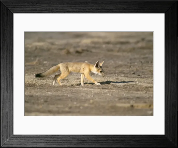 Framed Print : San Joaquin Kit Fox Framed Print : San Joaquin Kit Fox