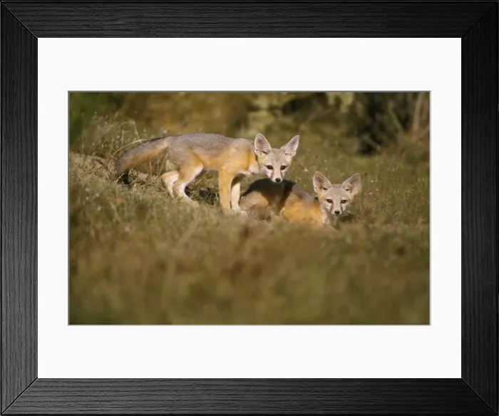 Framed Print : San Joaquin Kit Fox Framed Print : San Joaquin Kit Fox