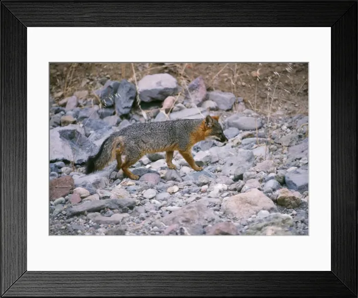 Framed Print : Island Gey Fox Framed Print : Island Gey Fox
