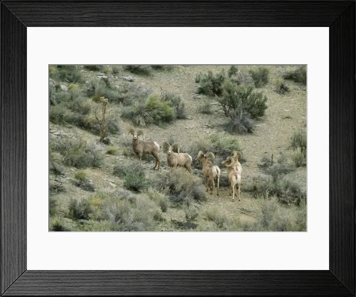 Framed Print : Nelson Desert Bighorn Sheep Framed Print : Nelson Desert Bighorn Sheep